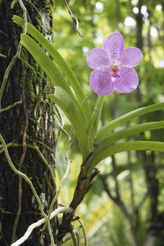 scenic orchid flower grows on the tree from Singapore botanical garden; focus on flower