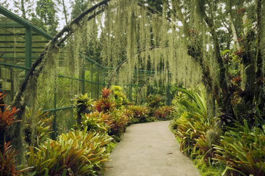 scenic pathway under artificial arches with plantation of orchid flowers in famous Singapore Botanical Gardens
