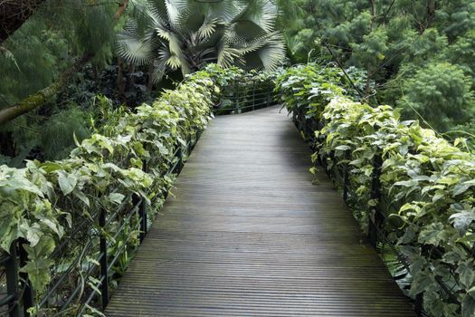 scenic wooden pathway in Singapore Botanical Garden