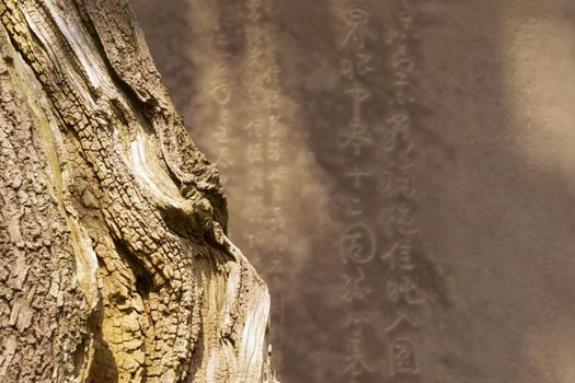 zen image of the sharp dead tree structure and blurred Japanese characters on the stone wall behind
