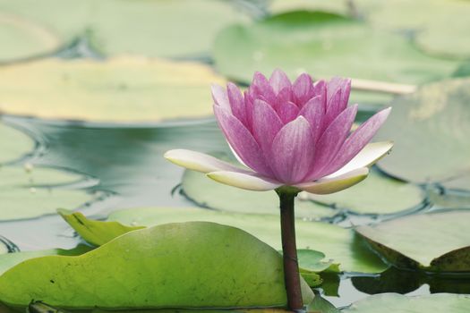 beautiful lotus flower in Japanese pond; focus on flower