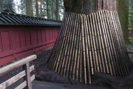 giant cryptomeria (cedar tree) on foreground protected by bamboo poles in the yard of Japanese temple