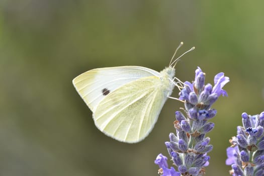 Small White Butterfly in close up