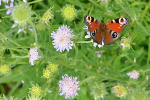 Peacock Butterfly over flowers