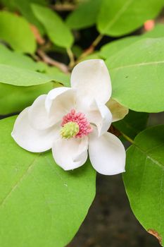 Magnolia wieseneri is a hybrid plant in the Magnolia genus and family, Magnoliaceae. A small tree or large shrub with white highly fragrant blooms