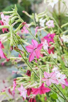 Nicotiana alata is a species of tobacco. It is mainly grown as an ornamental plant; numerous cultivars and hybrids are derived from it.