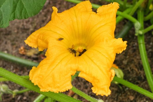 Yellow flower of cultivated european squash in spring.