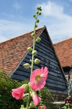 Red Hollyhocks with Barn in background