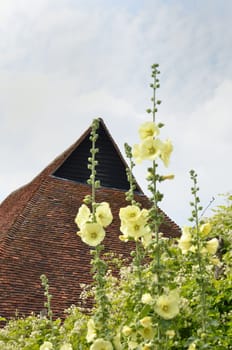 Yellow Hollyhocks with barn background