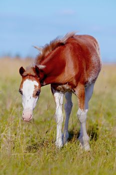 Foal on a meadow. The horse is grazed. Horse on a pasture. The horse eats a grass.
