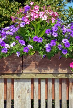 Colorful petunia flower planters on wooden fence