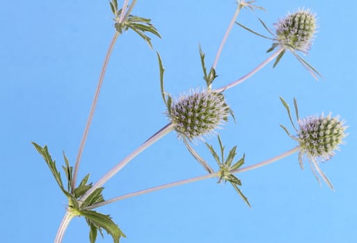 Sea Holly