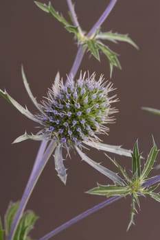 Sea Holly