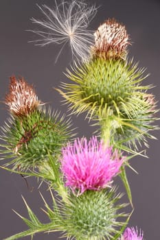 Thistle and seed