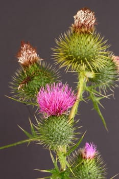 Thistle