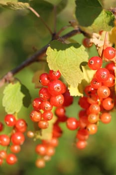 Redcurrant