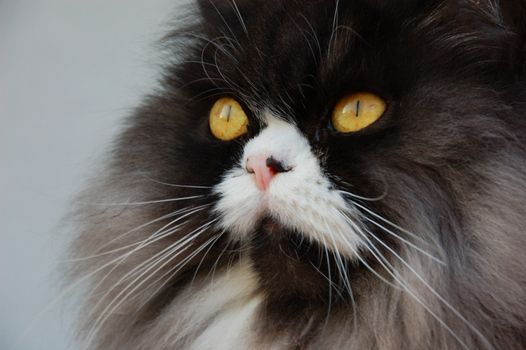 Blue tabbie persian cat on alert