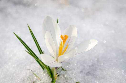 white saffron crocus first spring flower bloom closeup between last snow