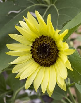 blooming sunflower