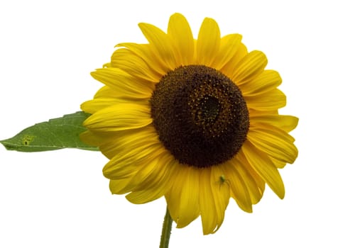 sunflower on white background