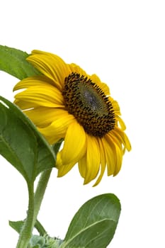 sunflower on white background