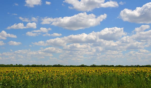 field of sunflowers