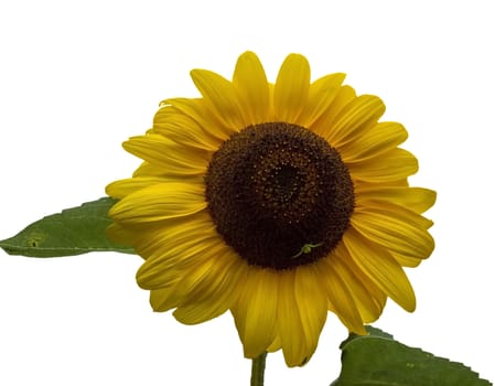 sunflower on white background