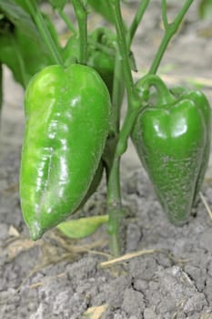 Green sweet pepper growing on the bed