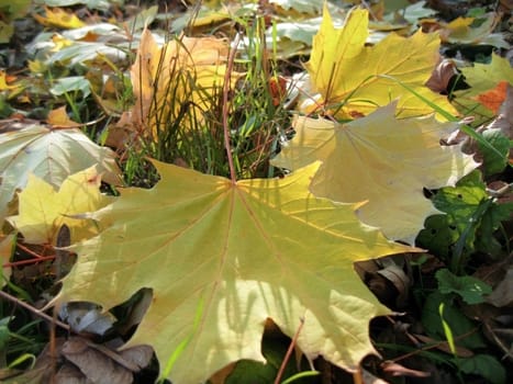 Yellow fallen leaf and green grass on the autumn forest ground