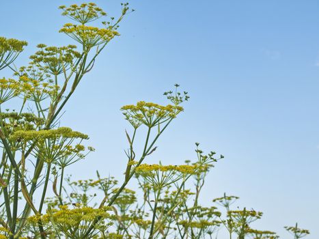 Green Fennel Over Blue Sky
