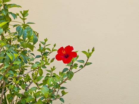 Hibiscus Flower Over Beige Background