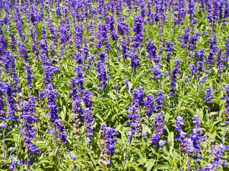 Lavender Flower Summer or Spring Meadow 