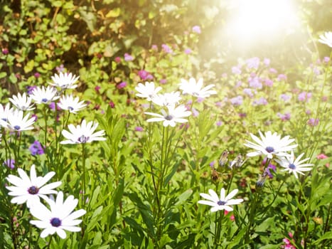 Summer Daisy Field Over Bright Sun