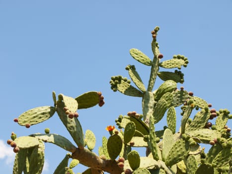 Photo of Green Growing Cactus Plant Over Blue Sky