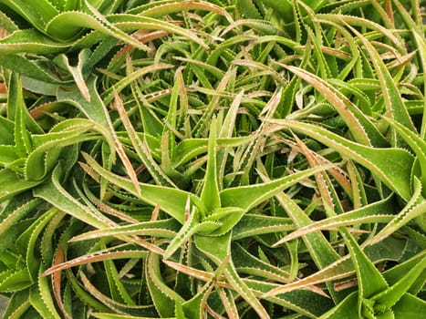 Photo of Green Aloe Background