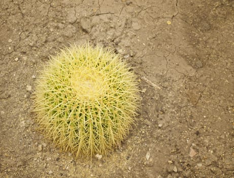 Photo of Green Growing Cactus Plant 
