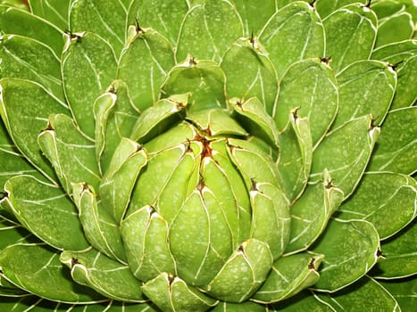Photo of Green Plant Close Up