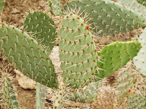 Photo of Green Growing Cactus Plant 
