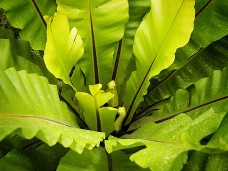 Bright Green Leaves Eco Background