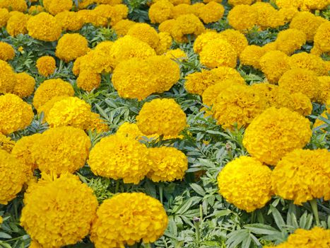Tagetes Erecta Yellow FlowerField