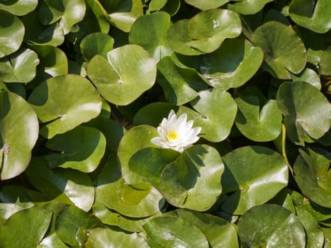 Single White Water Lily Over Green Leaves 