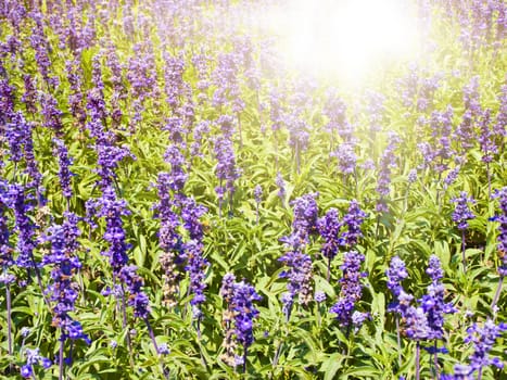 Lavender Flowers Field in Sunny Day 