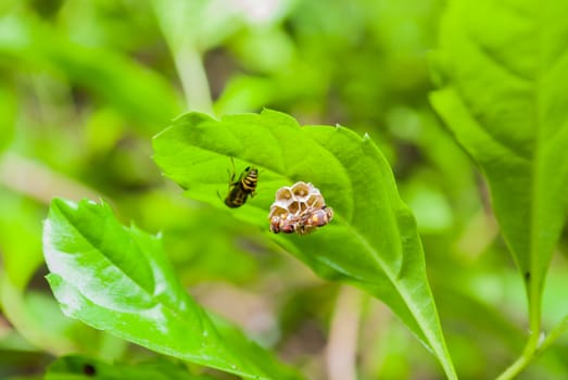 Wasp’s Nest on Green Leaf.