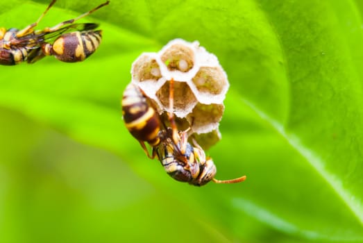 Wasp’s Nest on Green Leaf.