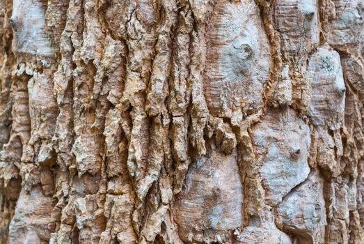 Strange Bark of Big Tree Texture/ Background.