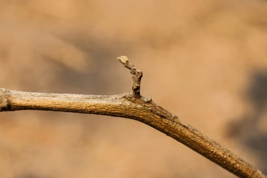 Branching of a Tree.