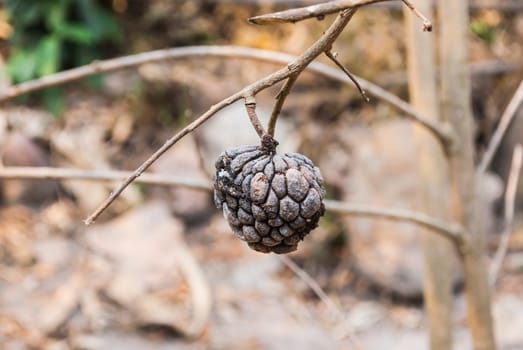 Rotten Custard Apple on Branch of a Tree.