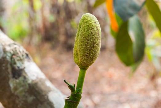 Sprout of Green Jackfruit.