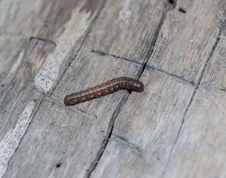 Dark Brown Worm on Wood Floor.