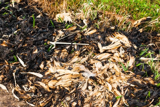 Burnt Corn Cob in the Field.